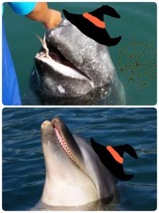 16-11-01-14-40-41-683_deco