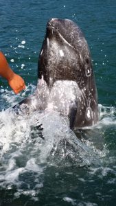 16-11-01-14-44-08-311_deco